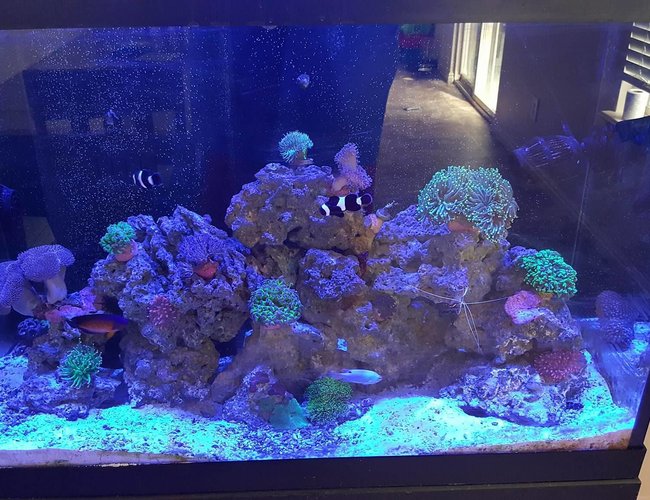 saltwater fish stocking in 65 gallons tank - Ocean in my Home saltwater fish stocking in 65 gallons tank - Ocean in my Home