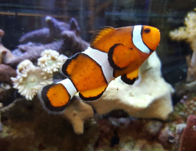 saltwater fish stocking in 80 gallons tank - My clown:) saltwater fish stocking in 80 gallons tank - My clown:)