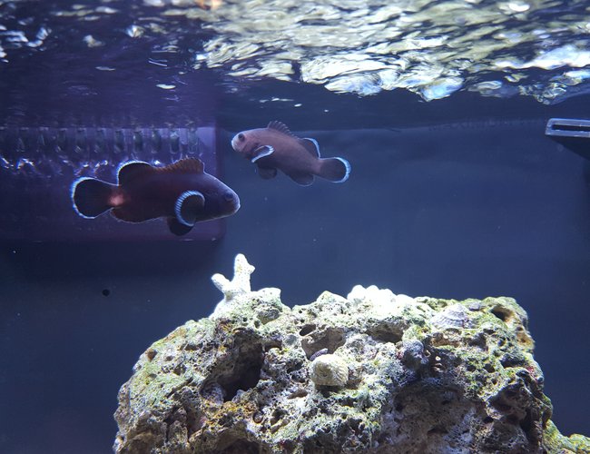 saltwater fish stocking in 12 gallons tank - Midnight black clown pair. saltwater fish stocking in 12 gallons tank - Midnight black clown pair.
