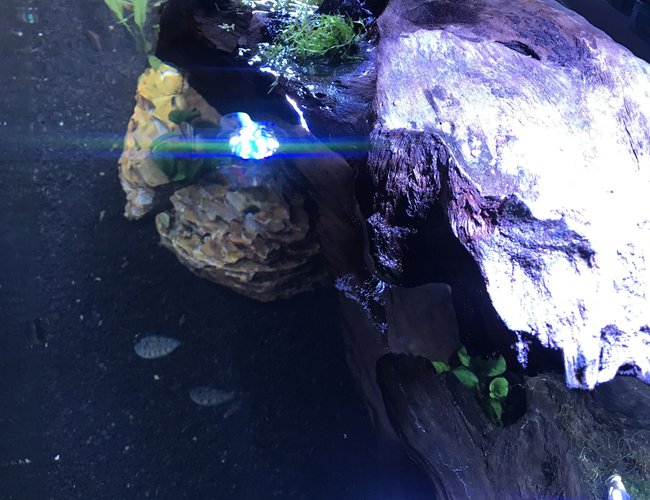 saltwater fish stocking in 180 gallons tank - Top of tank view saltwater fish stocking in 180 gallons tank - Top of tank view