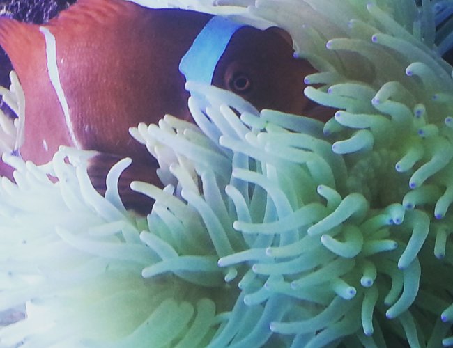 saltwater fish stocking in 260 gallons tank - my maroon clownfish inside his seabae anemone home saltwater fish stocking in 260 gallons tank - my maroon clownfish inside his seabae anemone home