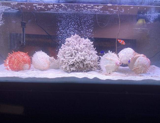 saltwater fish stocking in 50 gallons tank - Newly cycled tank saltwater fish stocking in 50 gallons tank - Newly cycled tank