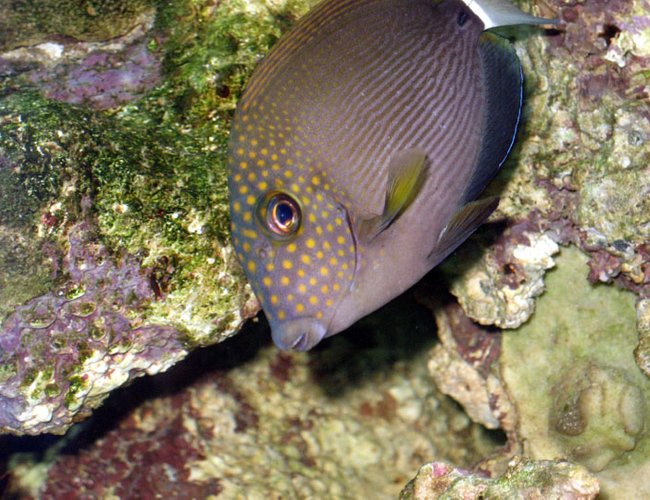 saltwater fish - acanthurus nigrofuscus - lavender tang stocking in 100 gallons tank - Spot Face Tang saltwater fish - acanthurus nigrofuscus - lavender tang stocking in 100 gallons tank - Spot Face Tang
