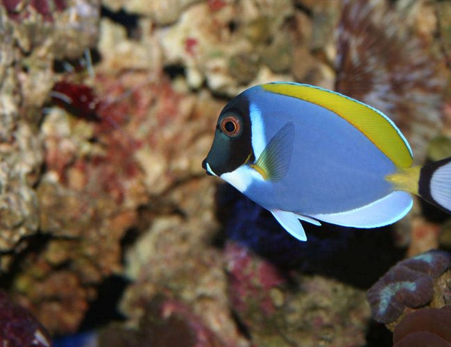 saltwater fish - acanthurus leucosternon - powder blue tang stocking in 100 gallons tank - This is my Powder Blue Tang named Dora. These fish are supposed to be peaceful, but Dora is the KING FISH in my tank and she doesn't let the other fish forget it! saltwater fish - acanthurus leucosternon - powder blue tang stocking in 100 gallons tank - This is my Powder Blue Tang named Dora. These fish are supposed to be peaceful, but Dora is the KING FISH in my tank and she doesn't let the other fish forget it!
