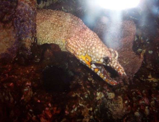 saltwater fish - muraena pardalis - dragon moray eel stocking in 25 gallons tank - Hawaiian Fire Dragon Eel saltwater fish - muraena pardalis - dragon moray eel stocking in 25 gallons tank - Hawaiian Fire Dragon Eel