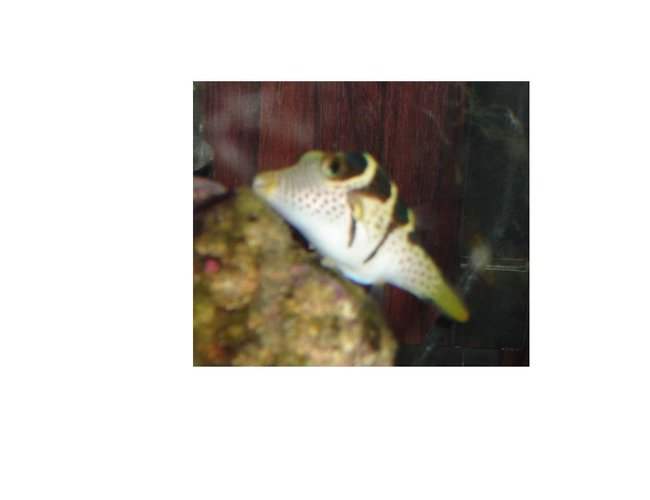 saltwater fish - canthigaster valentini - saddle valentini puffer stocking in 20 gallons tank - here is my Valentini Puffer enjoy saltwater fish - canthigaster valentini - saddle valentini puffer stocking in 20 gallons tank - here is my Valentini Puffer enjoy