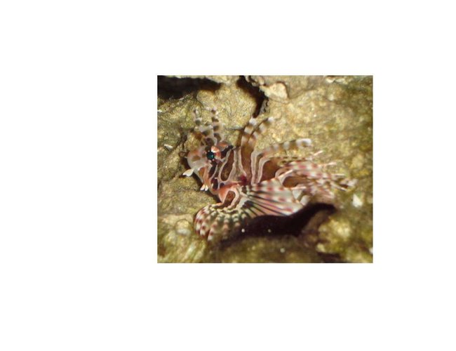 saltwater fish - dendrochirus zebra - dwarf/zebra lionfish stocking in 20 gallons tank - here is my zebra lion saltwater fish - dendrochirus zebra - dwarf/zebra lionfish stocking in 20 gallons tank - here is my zebra lion