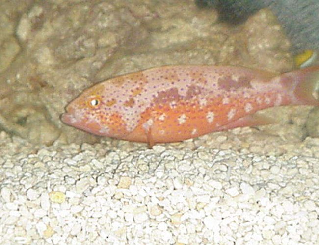 saltwater fish - achoerodus viridis - eastern blue groper stocking in 90 gallons tank - My groupper has gotten bigger saltwater fish - achoerodus viridis - eastern blue groper stocking in 90 gallons tank - My groupper has gotten bigger