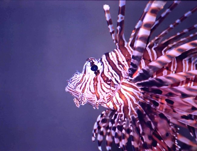 saltwater fish - dendrochirus zebra - dwarf/zebra lionfish stocking in 150 gallons tank - I kept this dude for about 10 years in my old 180 gal tank. saltwater fish - dendrochirus zebra - dwarf/zebra lionfish stocking in 150 gallons tank - I kept this dude for about 10 years in my old 180 gal tank.