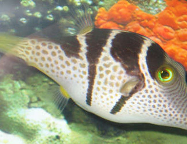 saltwater fish - canthigaster valentini - saddle valentini puffer stocking in 38 gallons tank - valentini puffer in tank 2 saltwater fish - canthigaster valentini - saddle valentini puffer stocking in 38 gallons tank - valentini puffer in tank 2