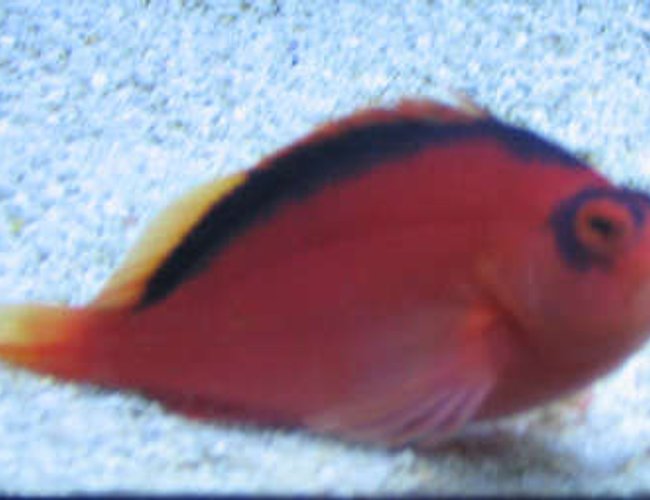 saltwater fish - neocirrhitus armatus - flame hawkfish stocking in 38 gallons tank - flame hawk on tank 2 sand saltwater fish - neocirrhitus armatus - flame hawkfish stocking in 38 gallons tank - flame hawk on tank 2 sand
