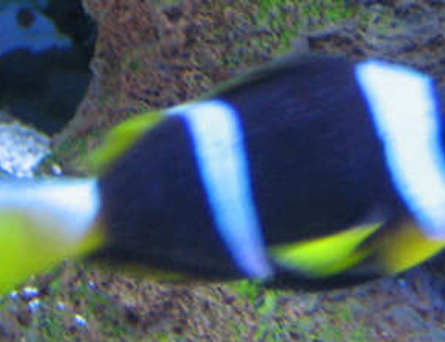 saltwater fish - amphiprion chrysopterus - bluestripe clownfish stocking in 38 gallons tank - Clownfish from africa with a little bit of ich in tank 2 saltwater fish - amphiprion chrysopterus - bluestripe clownfish stocking in 38 gallons tank - Clownfish from africa with a little bit of ich in tank 2