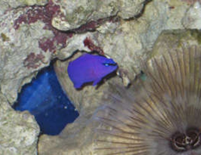 saltwater fish - chrysiptera cyanea - blue damselfish stocking in 38 gallons tank - Purple psuedo in tank 1 by feather duster saltwater fish - chrysiptera cyanea - blue damselfish stocking in 38 gallons tank - Purple psuedo in tank 1 by feather duster