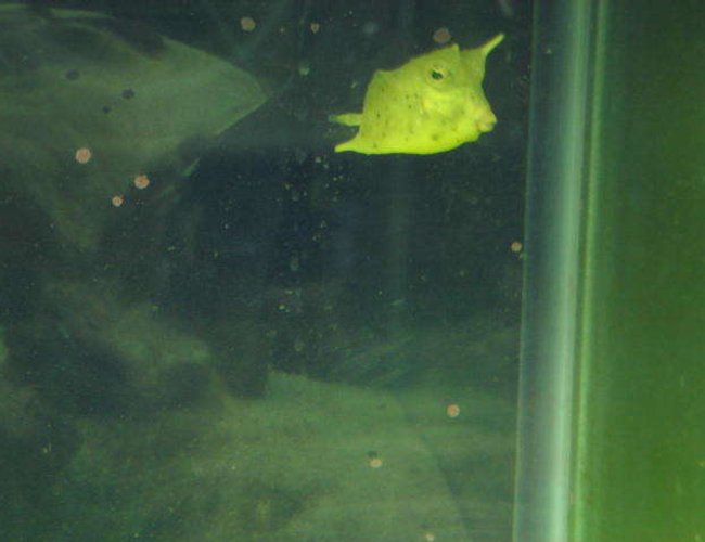 saltwater fish - lactoria cornuta - cowfish longhorn stocking in 120 gallons tank - long horn cow fish saltwater fish - lactoria cornuta - cowfish longhorn stocking in 120 gallons tank - long horn cow fish