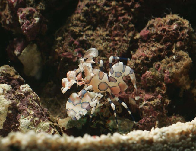 saltwater fish - plectorhinchus chaetodonoides - harlequin sweetlips stocking in 62 gallons tank - My eaten (thank you Picasso trigger) Harlequin Shrimp taken with a Canon EOS 1D MKII with Sigma 150mm Macro lens + 580EX flash on Off Camera Shoe Cord (held on top of tank aimed at shrimp) and Canon MT-24EX Macro Flash aimed at Shrimp (on Camera) while using tripod.
Aperture is about f/16 saltwater fish - plectorhinchus chaetodonoides - harlequin sweetlips stocking in 62 gallons tank - My eaten (thank you Picasso trigger) Harlequin Shrimp taken with a Canon EOS 1D MKII with Sigma 150mm Macro lens + 580EX flash on Off Camera Shoe Cord (held on top of tank aimed at shrimp) and Canon MT-24EX Macro Flash aimed at Shrimp (on Camera) while using tripod.
Aperture is about f/16