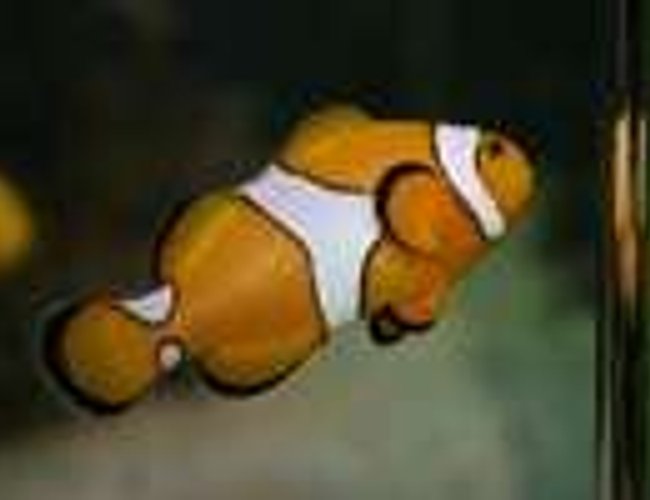 saltwater fish - amphiprion percula - true percula clownfish stocking in 600 gallons tank - one of my clowns saltwater fish - amphiprion percula - true percula clownfish stocking in 600 gallons tank - one of my clowns
