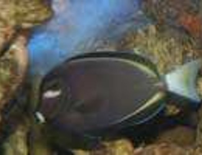 saltwater fish - acanthurus nigricans - whitecheek tang stocking in 600 gallons tank - gold rim tang saltwater fish - acanthurus nigricans - whitecheek tang stocking in 600 gallons tank - gold rim tang