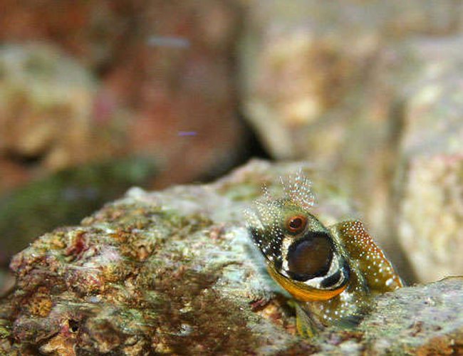 saltwater fish - synchiropus ocellatus - scooter blenny stocking in 55 gallons tank - Browncheek bleeny saltwater fish - synchiropus ocellatus - scooter blenny stocking in 55 gallons tank - Browncheek bleeny