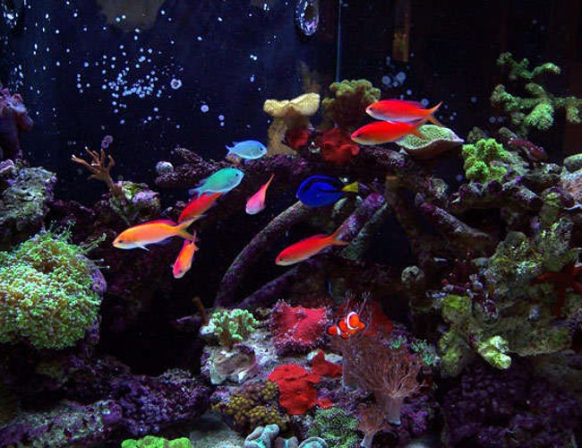 saltwater fish - pseudanthias dispar - dispar anthias stocking in 150 gallons tank - School of Dispar Anthias saltwater fish - pseudanthias dispar - dispar anthias stocking in 150 gallons tank - School of Dispar Anthias