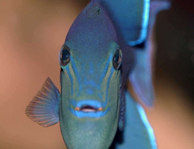saltwater fish - odonus niger - niger triggerfish stocking in 150 gallons tank - Niger Trigger saltwater fish - odonus niger - niger triggerfish stocking in 150 gallons tank - Niger Trigger
