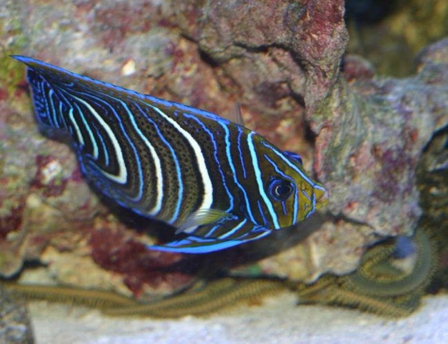 saltwater fish - pomacanthus semicirculatus - koran angelfish stocking in 190 gallons tank - koran angel saltwater fish - pomacanthus semicirculatus - koran angelfish stocking in 190 gallons tank - koran angel