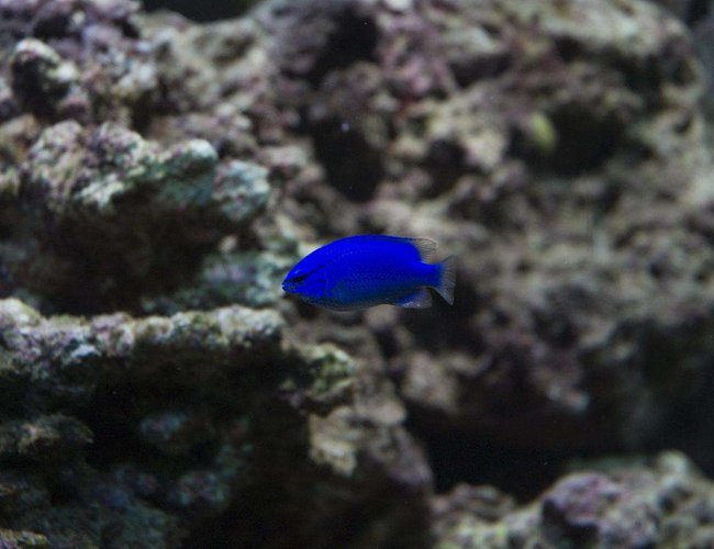 saltwater fish - chrysiptera cyanea - blue devil damselfish stocking in 190 gallons tank - Blue Devil Damsel saltwater fish - chrysiptera cyanea - blue devil damselfish stocking in 190 gallons tank - Blue Devil Damsel