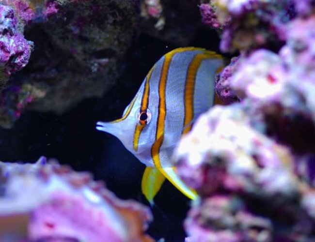 saltwater fish - chelmon rostratus - copperband butterflyfish stocking in 160 gallons tank - Copperbanded name Freddy saltwater fish - chelmon rostratus - copperband butterflyfish stocking in 160 gallons tank - Copperbanded name Freddy