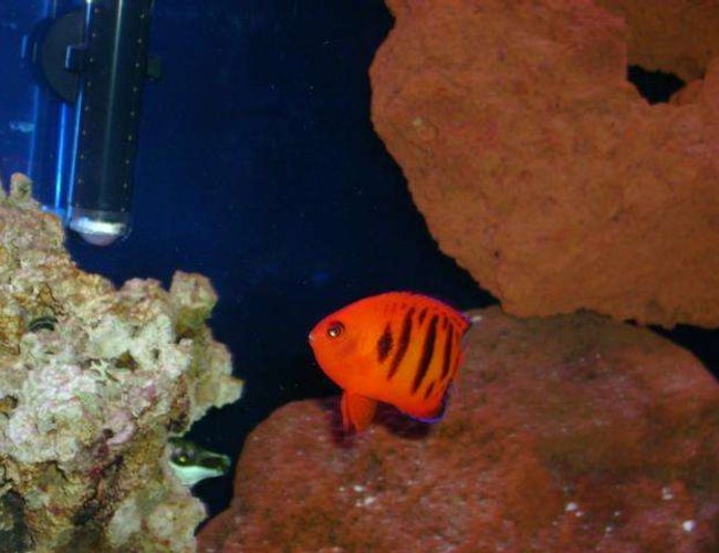saltwater fish - centropyge loriculus - flame angelfish stocking in 55 gallons tank - big pimpin flame angel saltwater fish - centropyge loriculus - flame angelfish stocking in 55 gallons tank - big pimpin flame angel