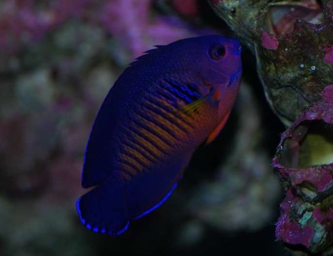 saltwater fish - centropyge bispinosa - coral beauty angelfish stocking in 120 gallons tank - Coral Beauty saltwater fish - centropyge bispinosa - coral beauty angelfish stocking in 120 gallons tank - Coral Beauty