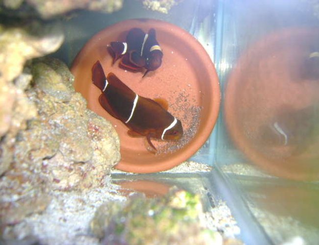 saltwater fish - premnas biaculeatus - maroon clownfish stocking in 29 gallons tank - maroon clown breeding saltwater fish - premnas biaculeatus - maroon clownfish stocking in 29 gallons tank - maroon clown breeding