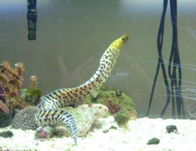saltwater fish - gymnothorax fimbriatus - fimbriated eel stocking in 55 gallons tank - Fimbriated eel saltwater fish - gymnothorax fimbriatus - fimbriated eel stocking in 55 gallons tank - Fimbriated eel