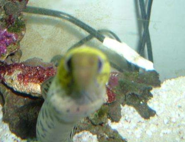 saltwater fish - gymnothorax fimbriatus - fimbriated eel stocking in 55 gallons tank - Nice close up saltwater fish - gymnothorax fimbriatus - fimbriated eel stocking in 55 gallons tank - Nice close up