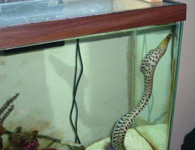 saltwater fish - gymnothorax fimbriatus - fimbriated eel stocking in 55 gallons tank - Eel in 55 gal saltwater fish - gymnothorax fimbriatus - fimbriated eel stocking in 55 gallons tank - Eel in 55 gal