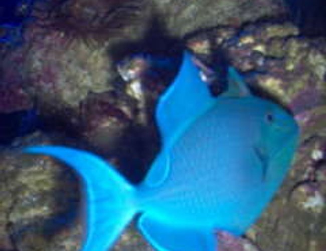 saltwater fish - odonus niger - niger triggerfish stocking in 75 gallons tank - My Niger Trigger saltwater fish - odonus niger - niger triggerfish stocking in 75 gallons tank - My Niger Trigger