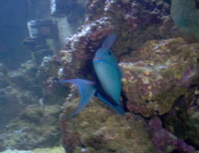 saltwater fish - odonus niger - niger triggerfish stocking in 75 gallons tank - My Niger Trigger saltwater fish - odonus niger - niger triggerfish stocking in 75 gallons tank - My Niger Trigger