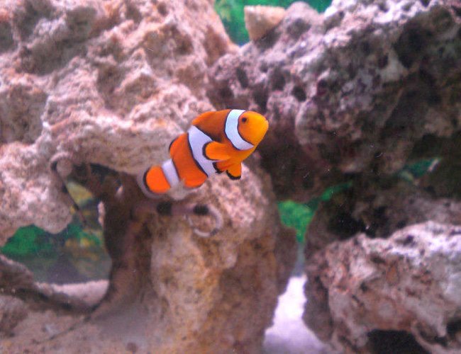 saltwater fish - amphiprion percula - true percula clownfish stocking in 29 gallons tank - My Percula :) saltwater fish - amphiprion percula - true percula clownfish stocking in 29 gallons tank - My Percula :)