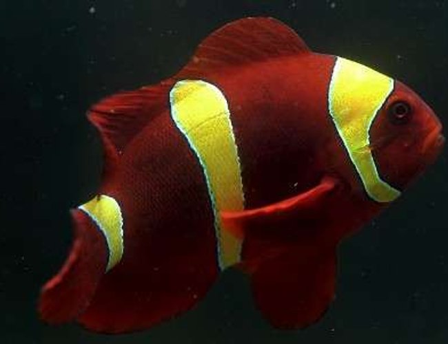 saltwater fish - premnas biaculeatus - yellowstripe maroon clownfish stocking in 29 gallons tank - Yellow stripe maroon saltwater fish - premnas biaculeatus - yellowstripe maroon clownfish stocking in 29 gallons tank - Yellow stripe maroon