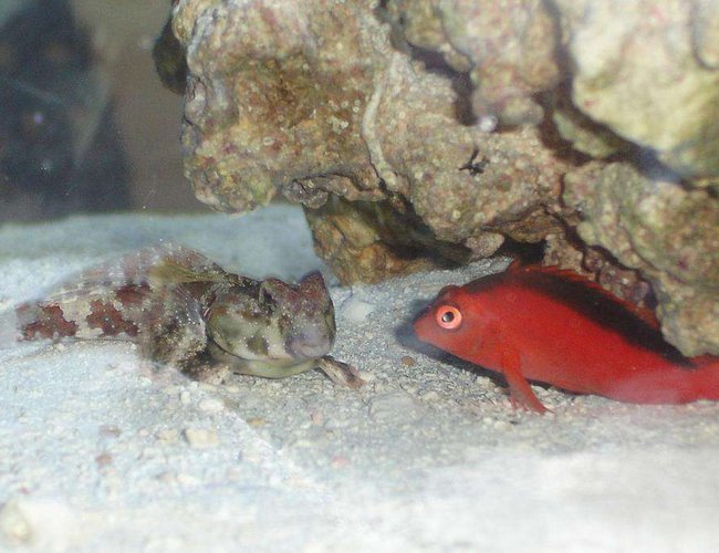 saltwater fish - synchiropus ocellatus - scooter blenny stocking in 20 gallons tank - Odd Couple saltwater fish - synchiropus ocellatus - scooter blenny stocking in 20 gallons tank - Odd Couple