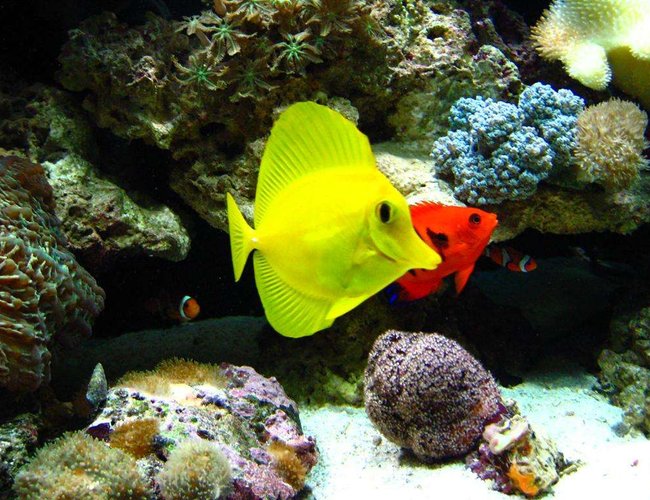 saltwater fish - zebrasoma flavescens - yellow tang - hawaii stocking in 110 gallons tank - after going through 4 yellow tangs, this one is by far the healthiest one i have ever seen. i reccomend the garlic algea dry flakes, they go crazy for it saltwater fish - zebrasoma flavescens - yellow tang - hawaii stocking in 110 gallons tank - after going through 4 yellow tangs, this one is by far the healthiest one i have ever seen. i reccomend the garlic algea dry flakes, they go crazy for it