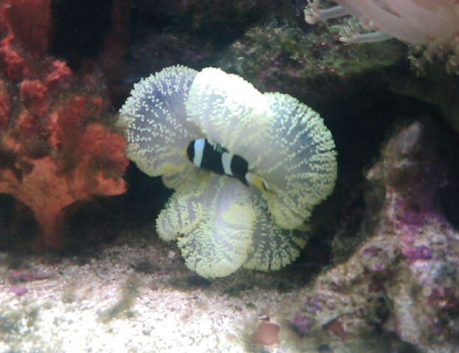 saltwater fish - amphiprion clarkii - clarkii clownfish stocking in 70 gallons tank - my crazy clown in his house saltwater fish - amphiprion clarkii - clarkii clownfish stocking in 70 gallons tank - my crazy clown in his house