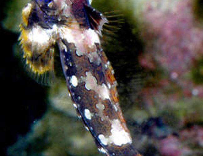 saltwater fish - synchiropus ocellatus - scooter blenny stocking in 24 gallons tank - Scooter Blenny saltwater fish - synchiropus ocellatus - scooter blenny stocking in 24 gallons tank - Scooter Blenny
