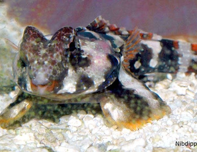 saltwater fish - synchiropus ocellatus - scooter blenny stocking in 24 gallons tank - Our Scooter Blenny, Scooter saying, "Whazzzuuuuuup?" saltwater fish - synchiropus ocellatus - scooter blenny stocking in 24 gallons tank - Our Scooter Blenny, Scooter saying, "Whazzzuuuuuup?"