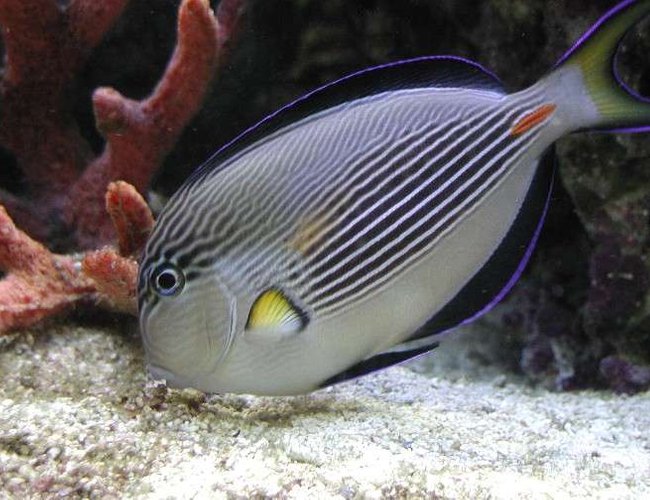 saltwater fish - acanthurus sohal - sohal tang stocking in 180 gallons tank - I really miss my sohal tang. Had to give him away. He was just too mean and was a real poop machine. I replaced him with a Pink Tail Triggerfish. He makes a mess too but is not aggresive. saltwater fish - acanthurus sohal - sohal tang stocking in 180 gallons tank - I really miss my sohal tang. Had to give him away. He was just too mean and was a real poop machine. I replaced him with a Pink Tail Triggerfish. He makes a mess too but is not aggresive.