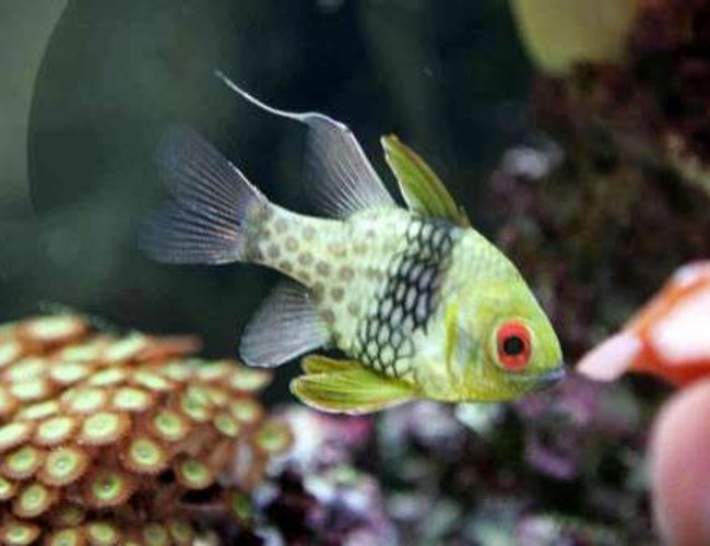 saltwater fish - sphaeramia nematoptera - spotted cardinalfish stocking in 55 gallons tank - My PJ cardinal. saltwater fish - sphaeramia nematoptera - spotted cardinalfish stocking in 55 gallons tank - My PJ cardinal.
