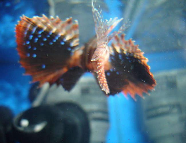 saltwater fish - parapterois heterura - blackfoot lionfish stocking in 20 gallons tank - A litlle peek at the blue fins on my blackfoot lionfish saltwater fish - parapterois heterura - blackfoot lionfish stocking in 20 gallons tank - A litlle peek at the blue fins on my blackfoot lionfish