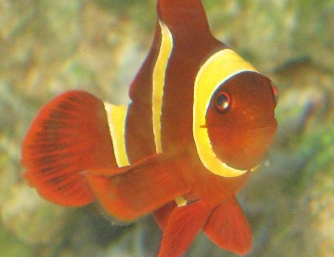 saltwater fish - premnas biaculeatus - yellowstripe maroon clownfish stocking in 75 gallons tank - gold banded maroon clown saltwater fish - premnas biaculeatus - yellowstripe maroon clownfish stocking in 75 gallons tank - gold banded maroon clown
