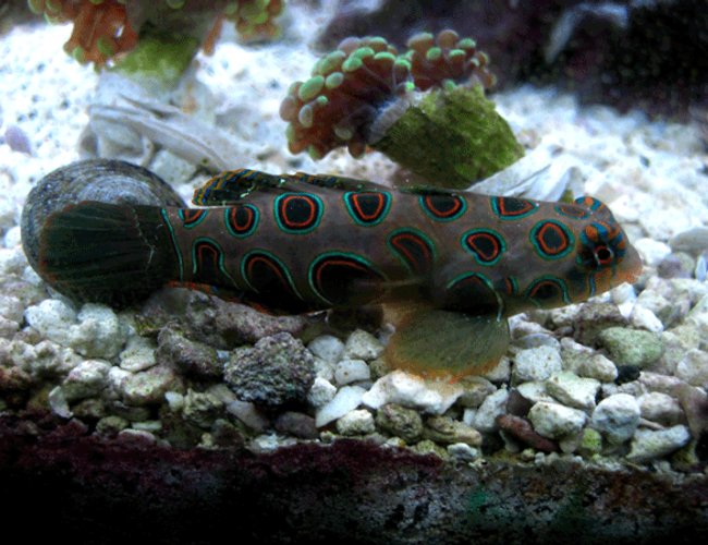 saltwater fish - synchiropus picturatus - spotted mandarin stocking in 24 gallons tank - My Green Spotted mandarin saltwater fish - synchiropus picturatus - spotted mandarin stocking in 24 gallons tank - My Green Spotted mandarin