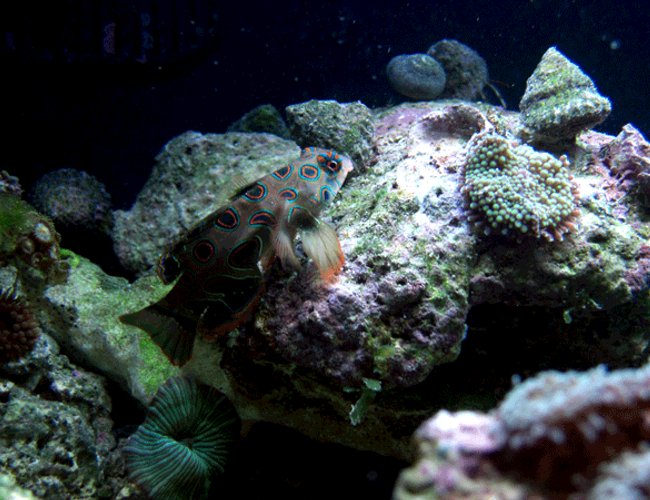 saltwater fish - synchiropus picturatus - spotted mandarin stocking in 24 gallons tank - Mandarin and ricordia saltwater fish - synchiropus picturatus - spotted mandarin stocking in 24 gallons tank - Mandarin and ricordia