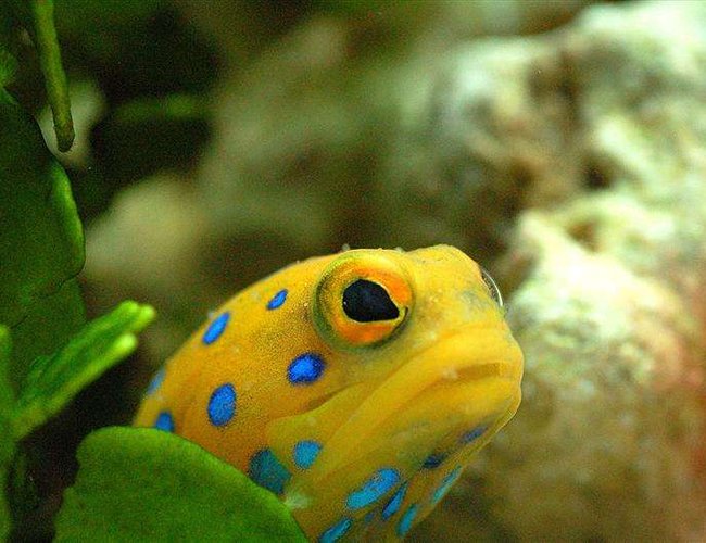 saltwater fish - opistognathus rosenblatti - blue spot jawfish stocking in 90 gallons tank - Bluespot Jawfish saltwater fish - opistognathus rosenblatti - blue spot jawfish stocking in 90 gallons tank - Bluespot Jawfish