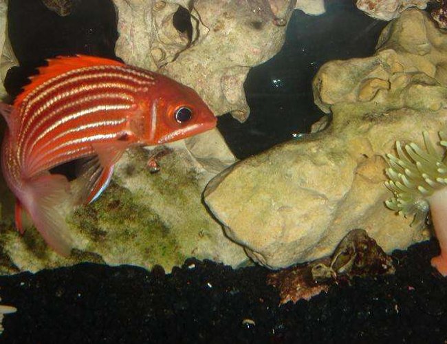 saltwater fish - lutjanus campechanus - red snapper stocking in 55 gallons tank - red snapper saltwater fish - lutjanus campechanus - red snapper stocking in 55 gallons tank - red snapper